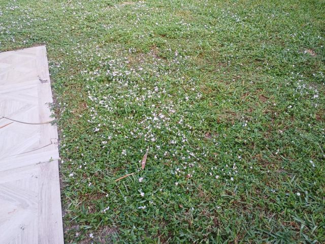 Home for rent at 8743 Sol Terrace - photo 6932900