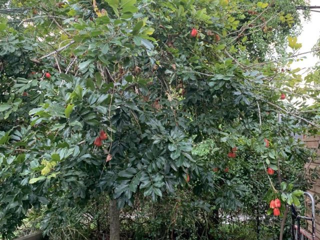 Home for rent at 1345 W 34th Street - photo 6929787